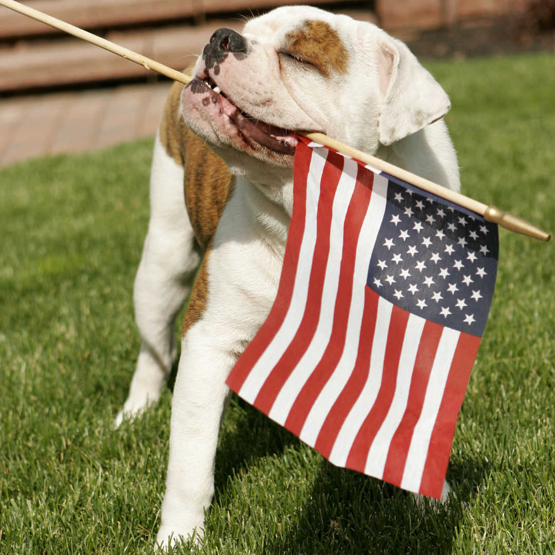 Keeping Your Dog Calm and Safe This 4th of July: Tips for Managing Anxiety and Stress