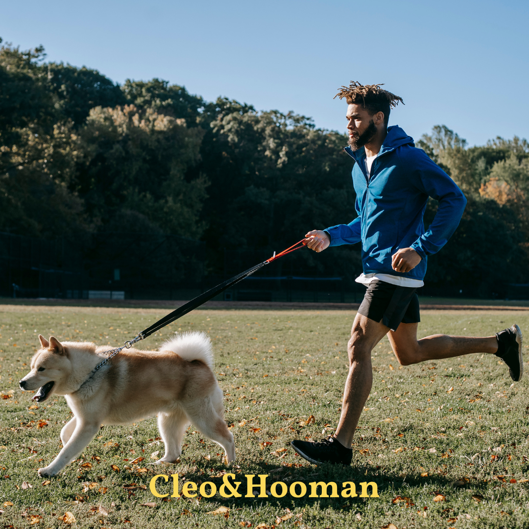 The Perfect Running Program for Your Dog