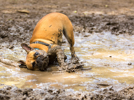 How to Clean Your Dog's Paws: A Step-by-Step Guide for Pet Owners