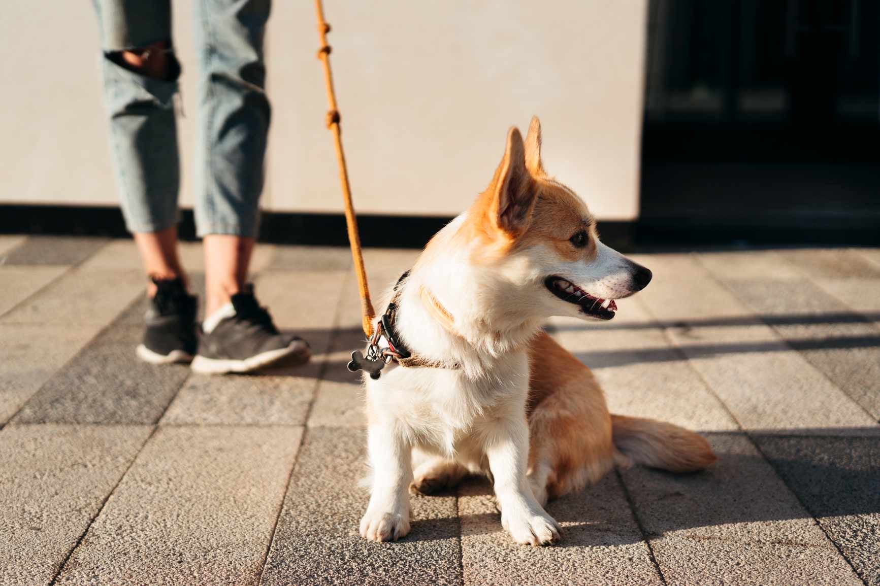 Tailoring Walks to Your Dog’s Needs: A Guide to Healthy Dog Walking Routines