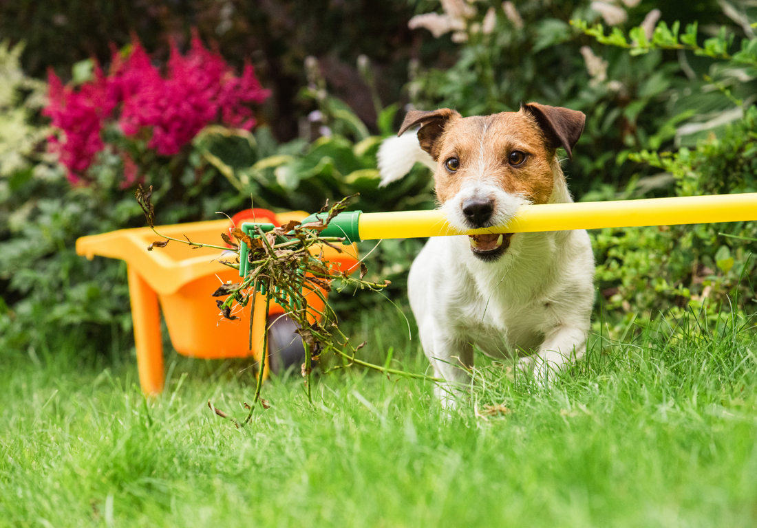 Gardening with Your Best Fur Friend.