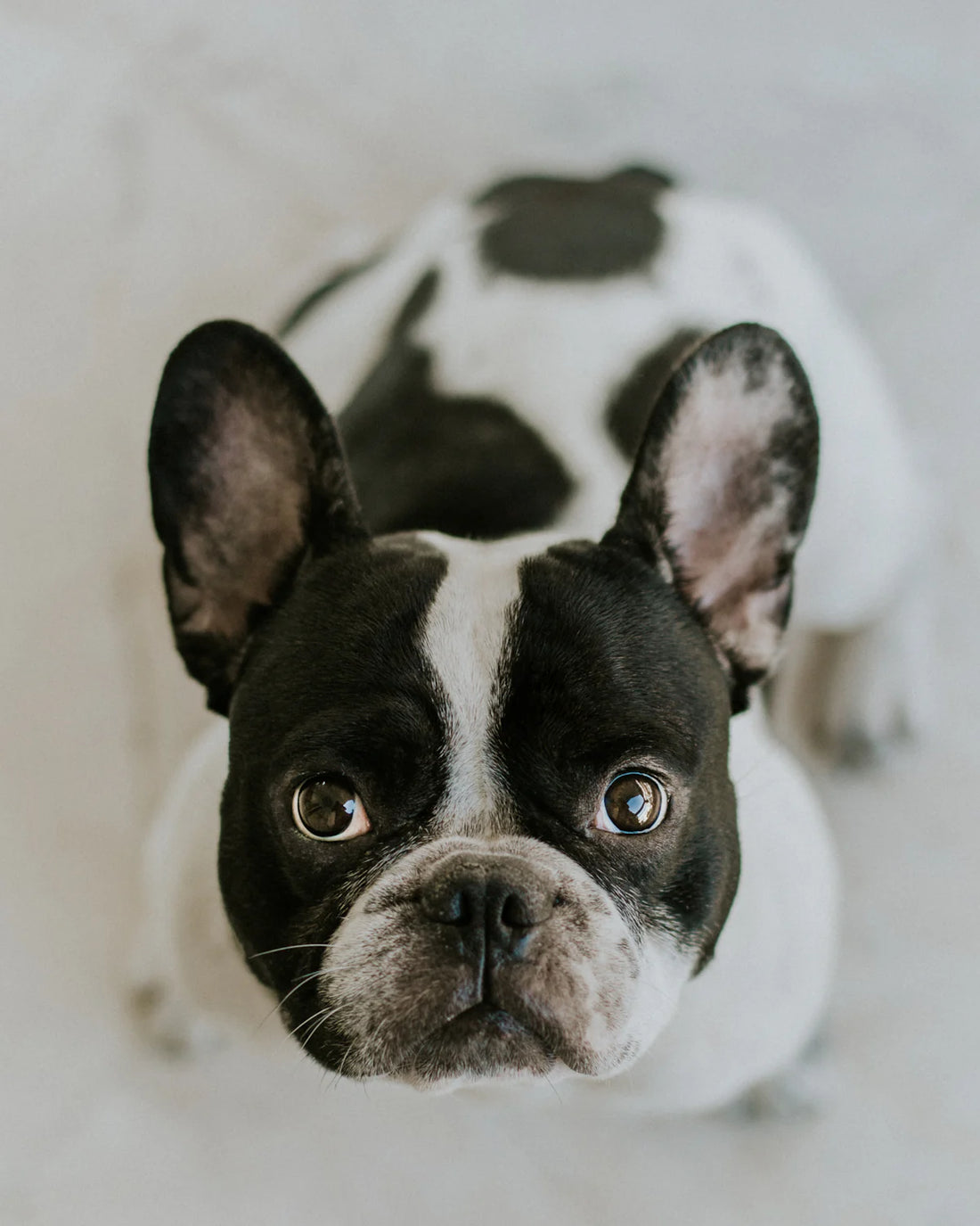 Keeping Your Frenchie Fresh: The Ultimate Guide to Cleaning Flat-Faced Pup's Wrinkles with Zoomie Wipes