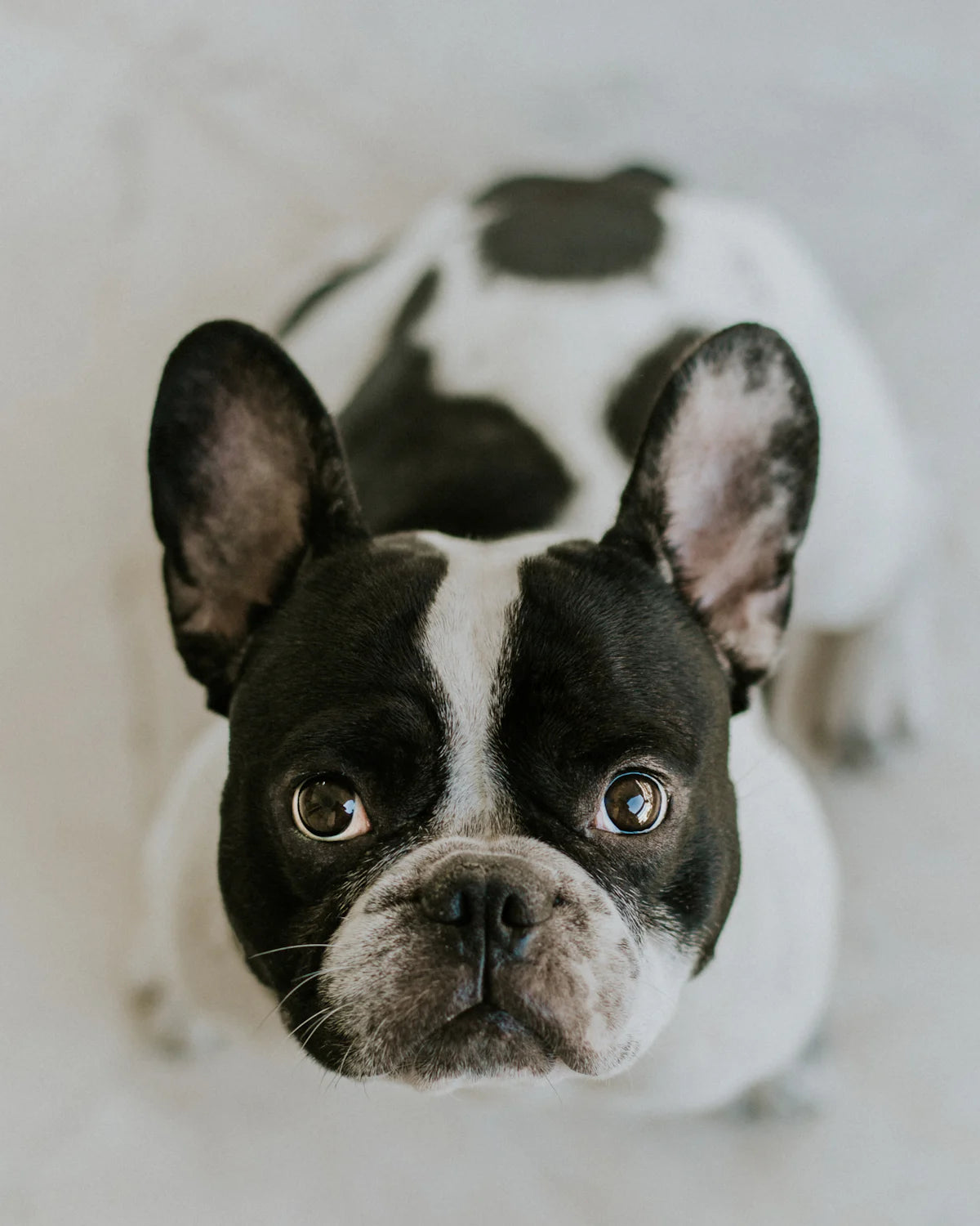 Keeping Your Frenchie Fresh: The Ultimate Guide to Cleaning Flat-Faced Pup's Wrinkles with Zoomie Wipes