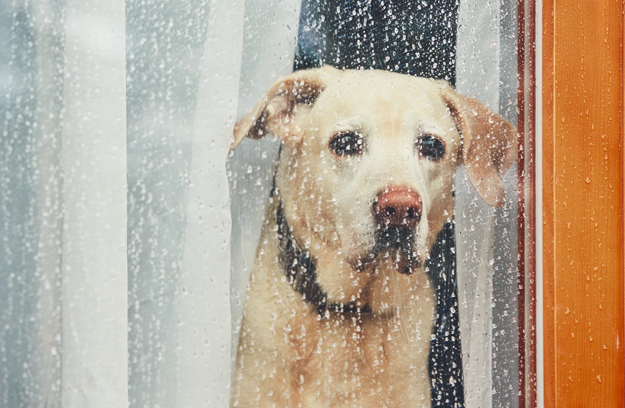 Puddle Play: Navigating Rainy Days with Your Pup and Keeping Clean with Zoomie Wipes
