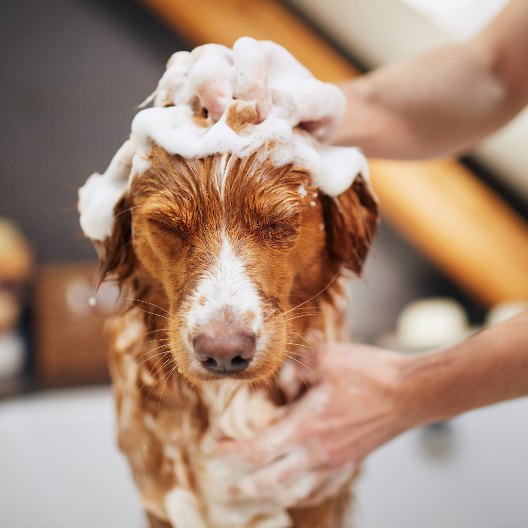 Say Goodbye to Itchy Skin: How Our New Shampoo Line Soothes Your Pet's Biggest Irritations.