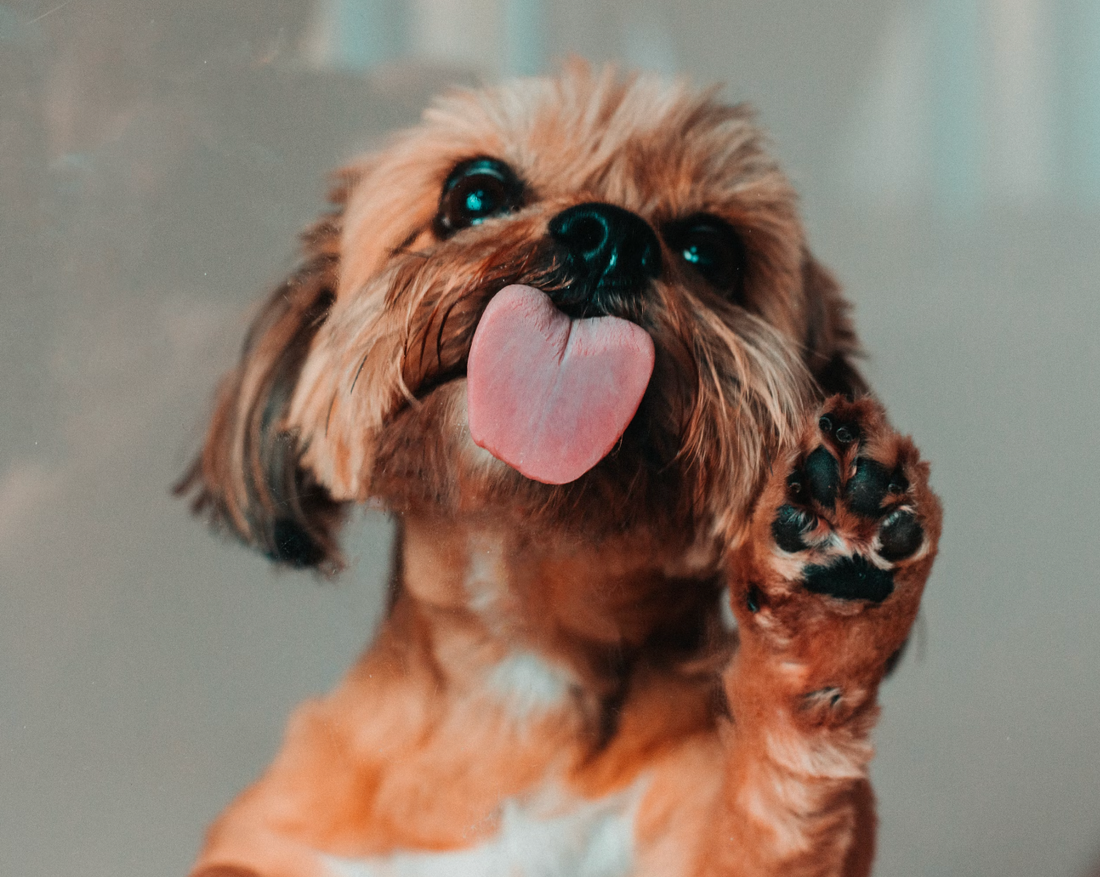 5 Fascinating Facts About Your Dog's Paws and How Cleo&Hooman Cares for Them