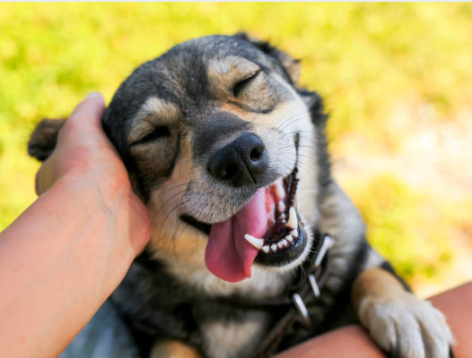 Understanding Your Dog’s Body Language: What Are They Really Saying?