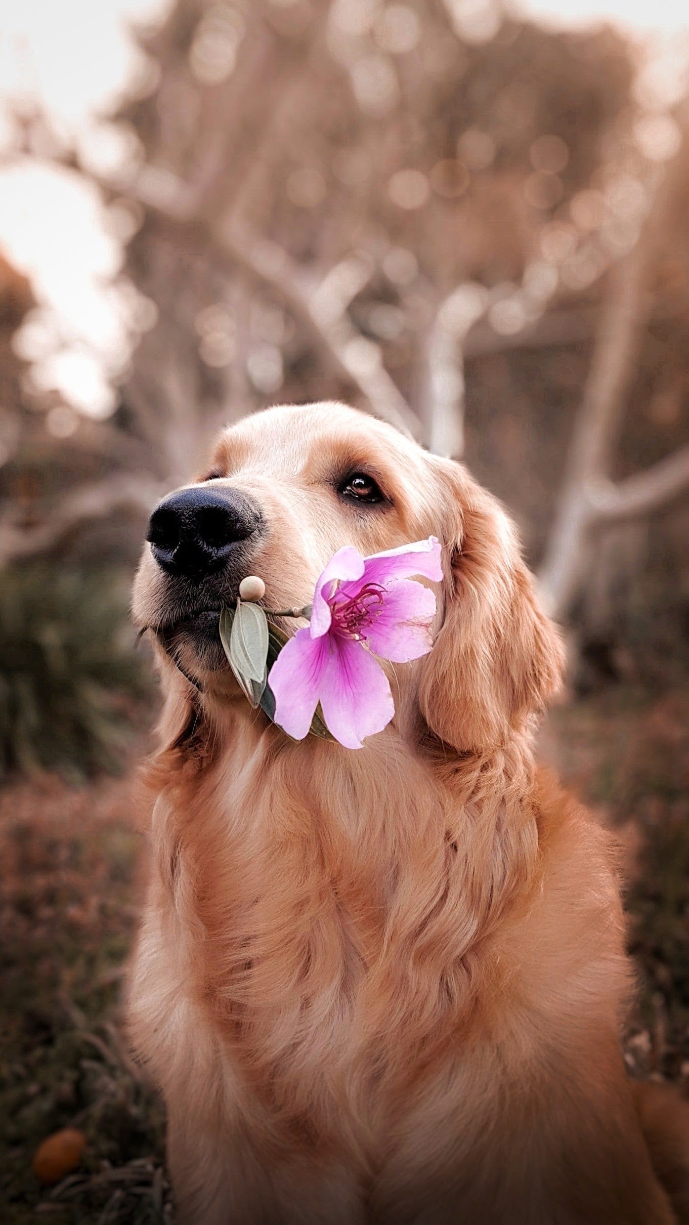 Recognizing and Managing Common Canine Allergies