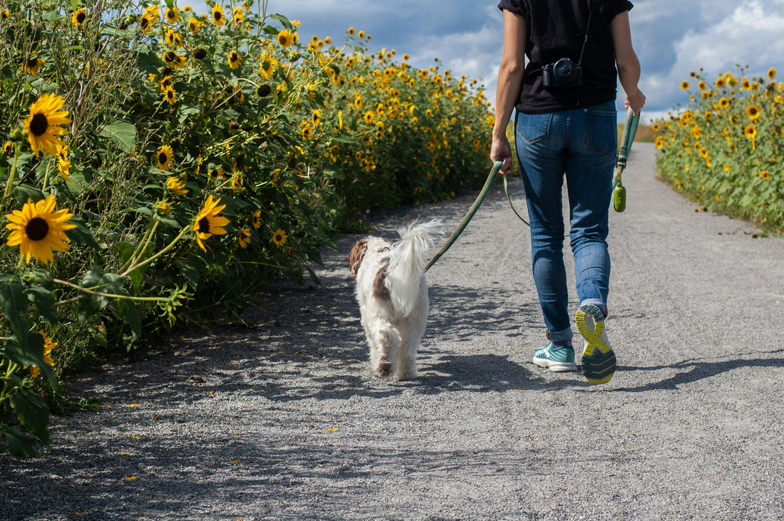 Essential Tips for Walking Your Dog in Hot Weather: Keeping Your Pup Safe and Comfortable