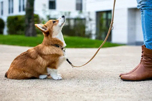 puppy training