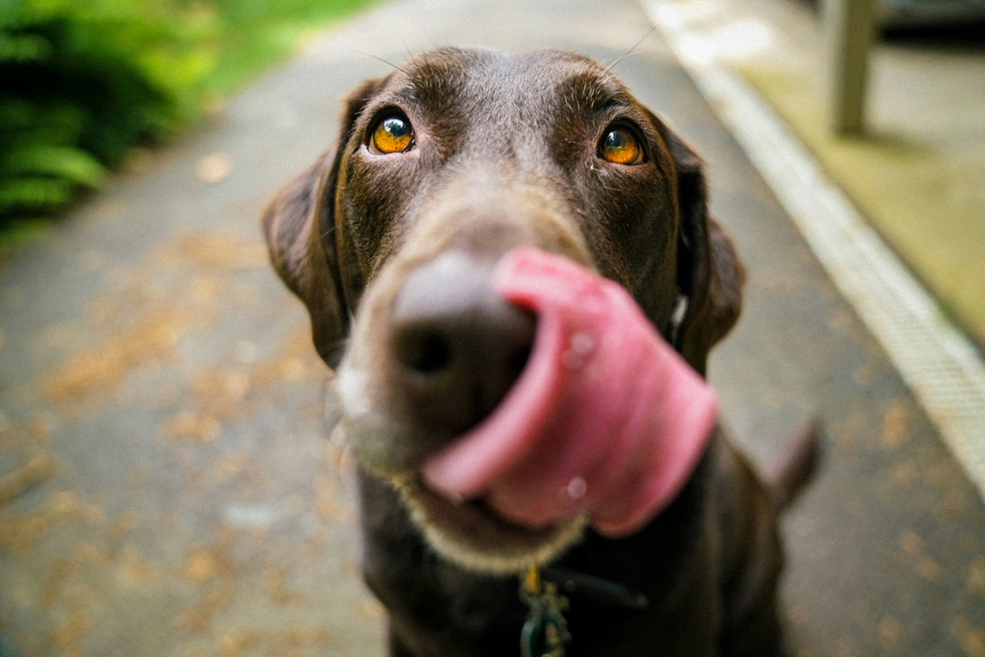 The Ultimate Hurricane Preparedness Guide for Dog Parents