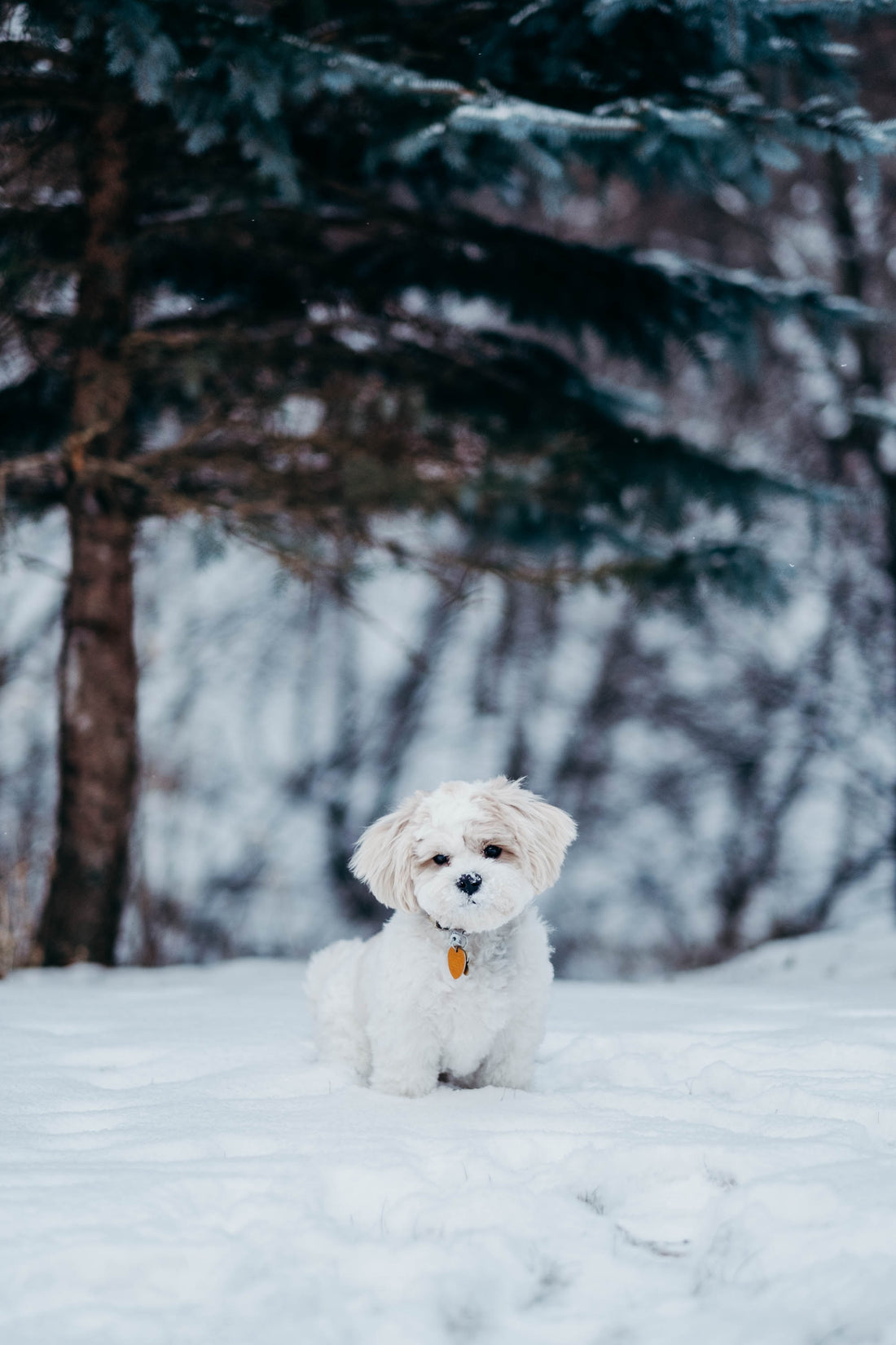 DOG IN THE SNOW