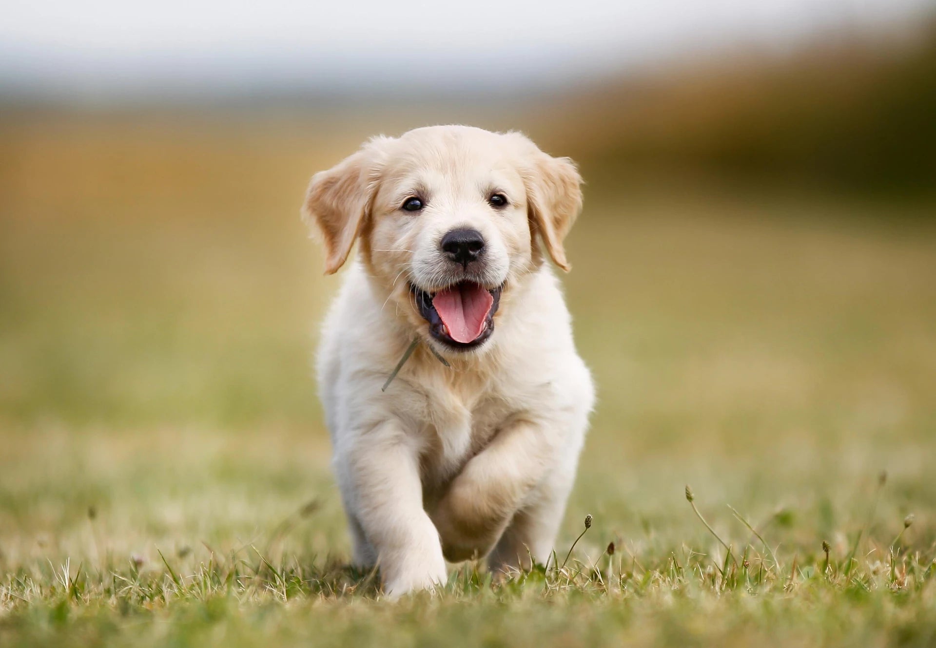 Welcoming Your New Puppy? Here’s How to Give Them the Best Start