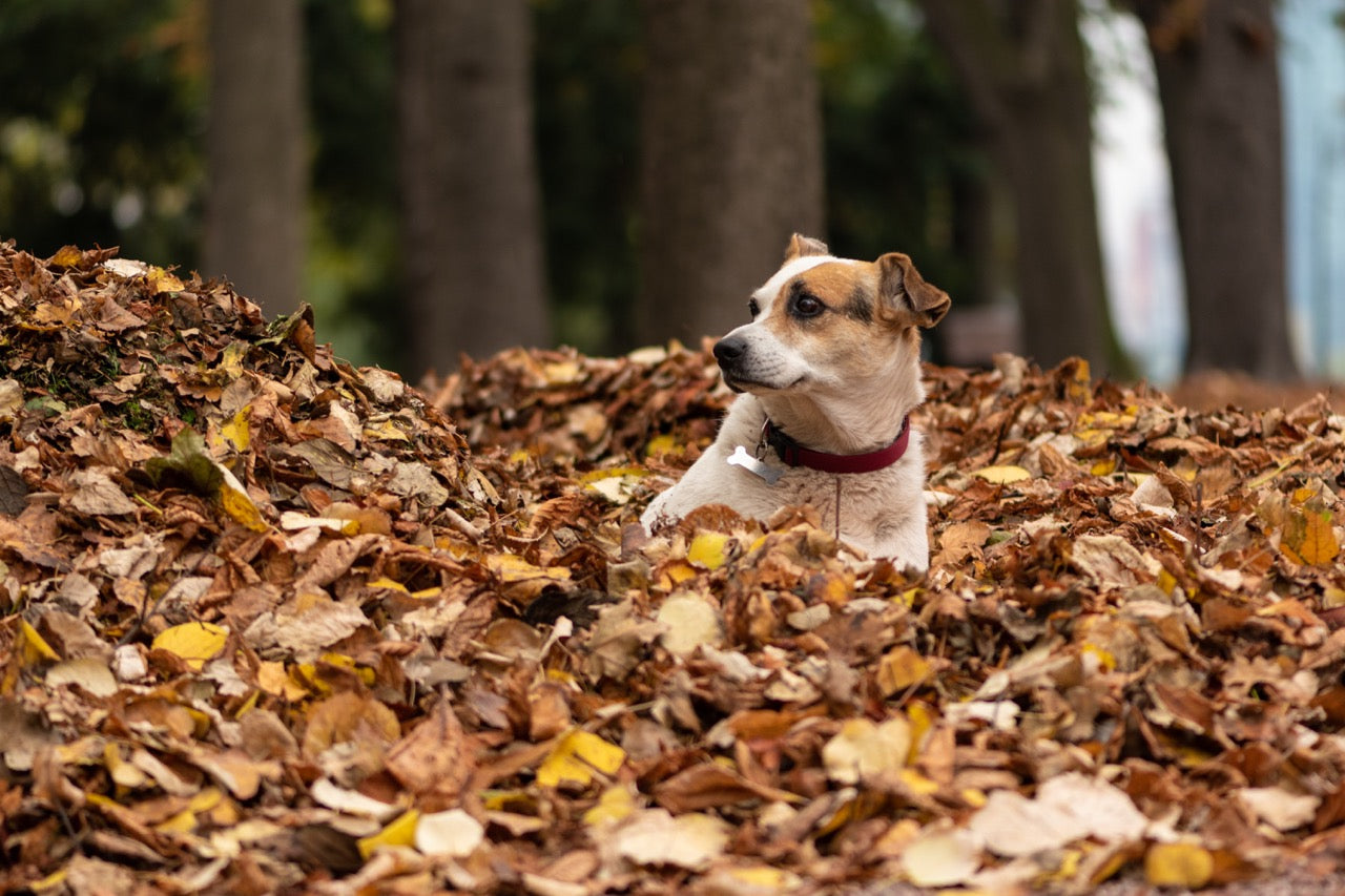 Fall Dog Grooming Checklist: How to Heal Your Dog Post-Summer