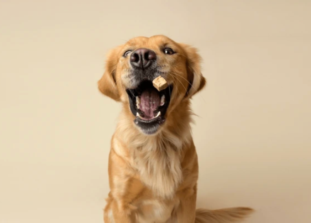 The Treat Shop