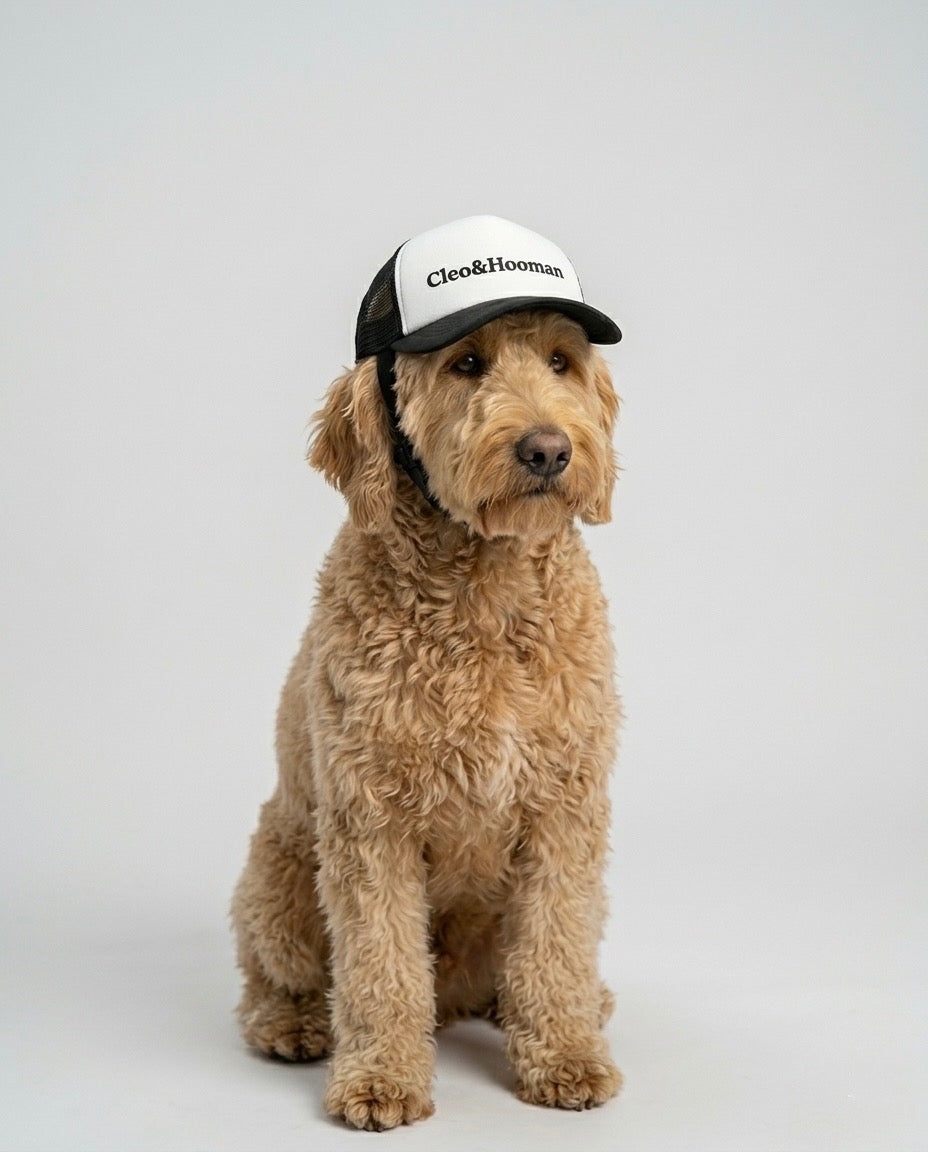 Dog wearing a white cap with 'Cleo & Hooman' logo on a gray background