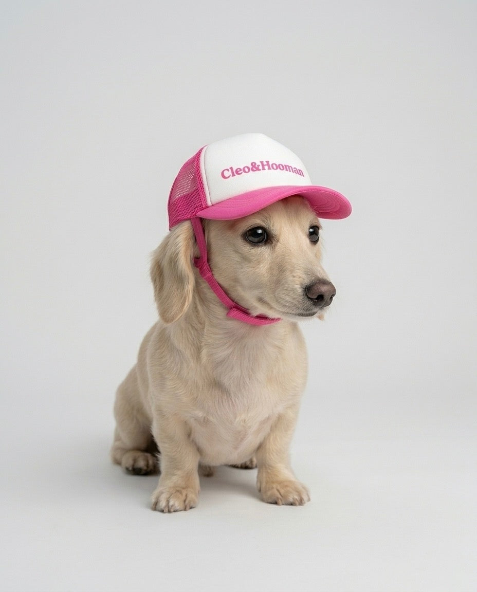 little dog with dog hat in pink
