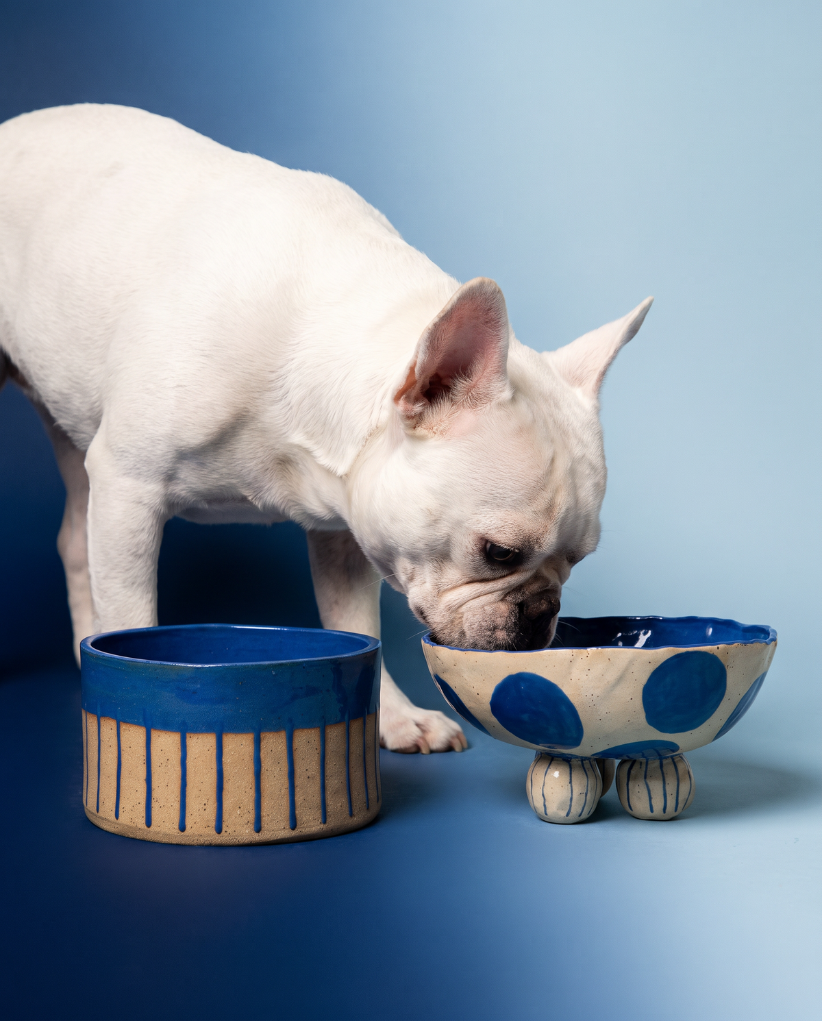 The Homebody Dog Bowl