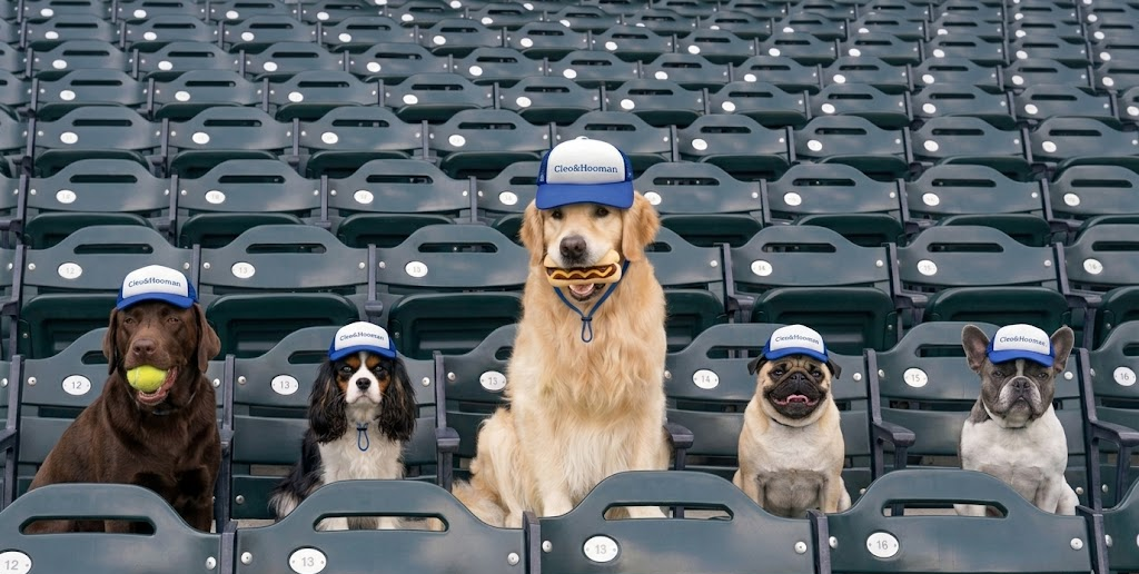 Five dogs wearing blue caps in a stadium setting