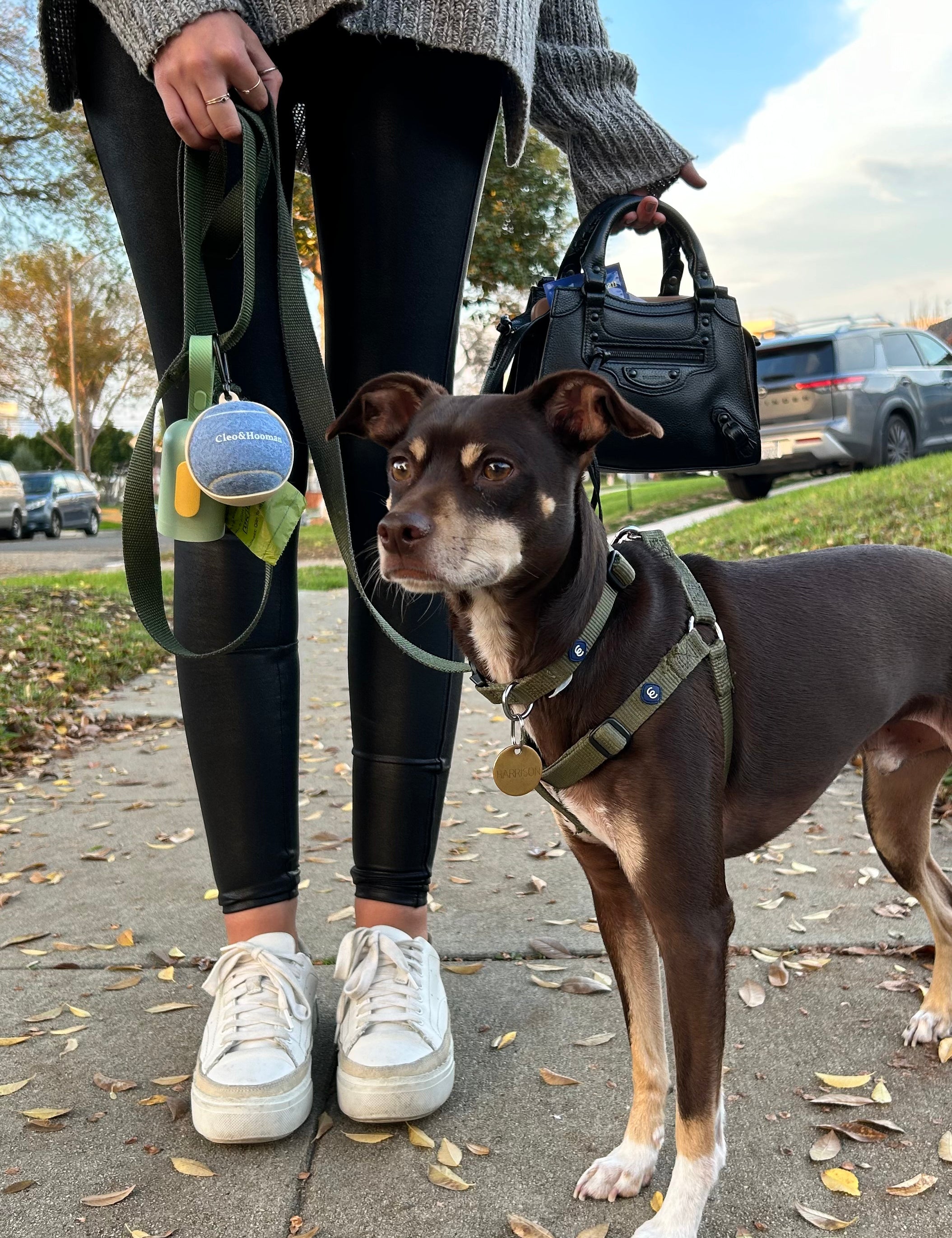 Cleo pro dog harness best sale