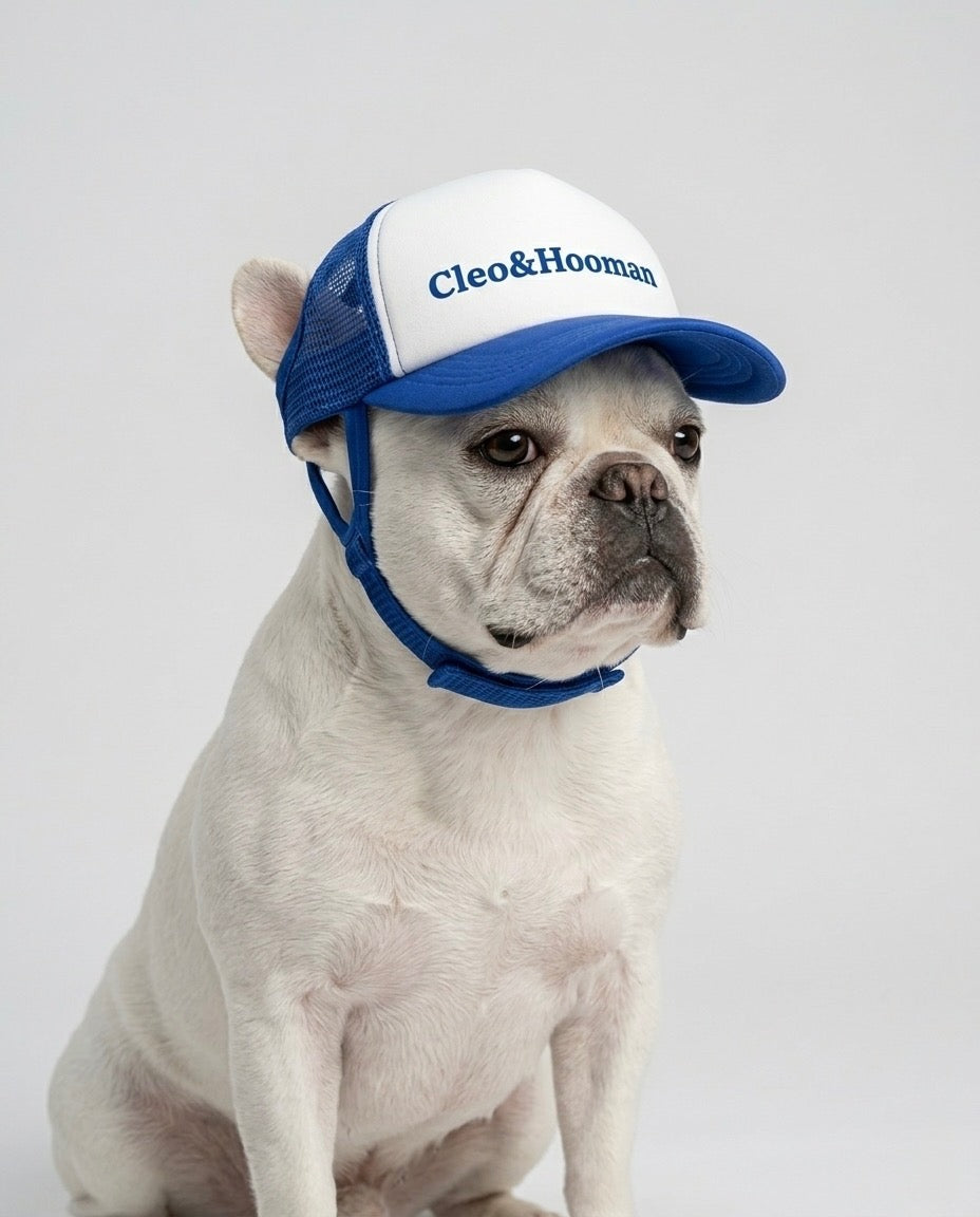 Dog wearing a blue and white cap with 'Cleo & Hooman' branding on a gray background
