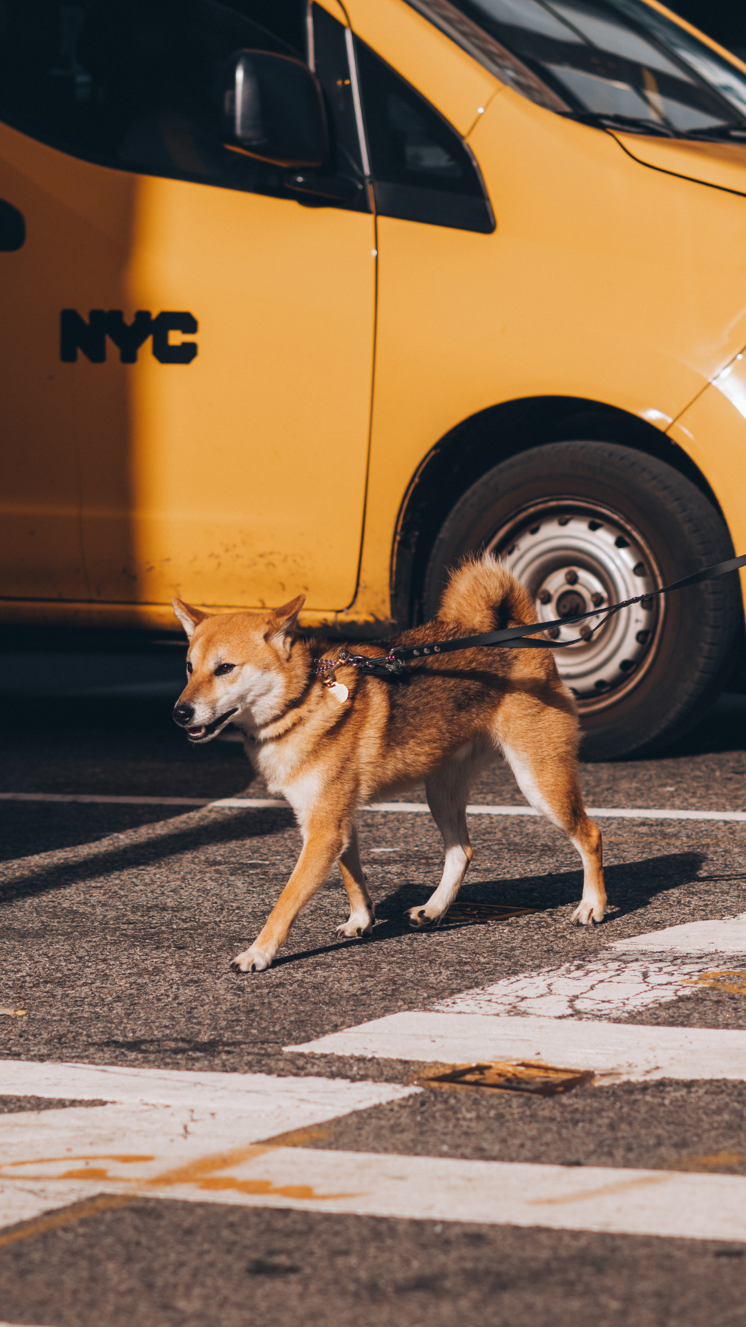 Raised in the City Collection Cleo&Hooman