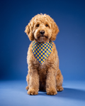 Trademark Pet Bandana